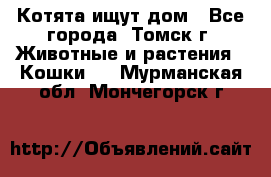 Котята ищут дом - Все города, Томск г. Животные и растения » Кошки   . Мурманская обл.,Мончегорск г.